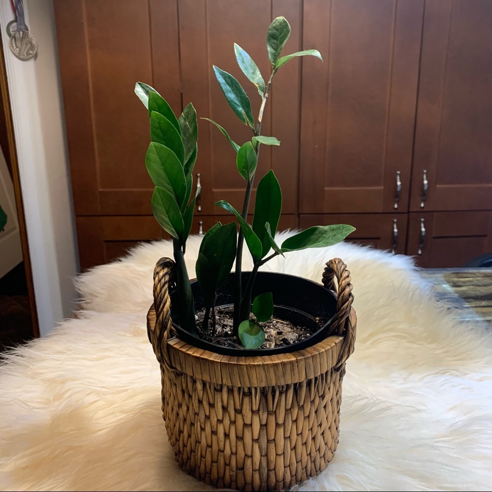 Rattan basket